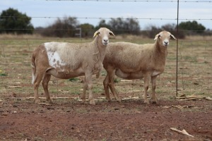 1X MEATMASTER OOI/EWE DIDYMUS MEATMASTERS (Pay per Animal to take all in lot)