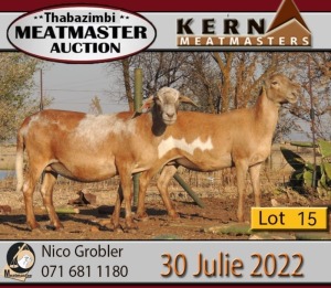 1X MEATMASTER OOI/EWE KERN MEATMASTERS (Pay per Animal to take all in lot)