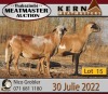 1X MEATMASTER OOI/EWE KERN MEATMASTERS (Pay per Animal to take all in lot) - 3