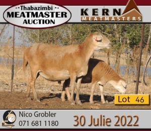 3+1X MEATMASTER OOI/EWE KERN MEATMASTERS (Pay per Animal to take all in lot)