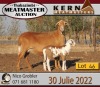 3+1X MEATMASTER OOI/EWE KERN MEATMASTERS (Pay per Animal to take all in lot) - 2