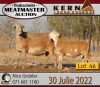 3+1X MEATMASTER OOI/EWE KERN MEATMASTERS (Pay per Animal to take all in lot) - 3