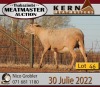 3+1X MEATMASTER OOI/EWE KERN MEATMASTERS (Pay per Animal to take all in lot) - 4