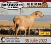 3+1X MEATMASTER OOI/EWE KERN MEATMASTERS (Pay per Animal to take all in lot) - 5