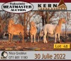 4X MEATMASTER OOI/EWE KERN MEATMASTERS (Pay per Animal to take all in lot) - 2