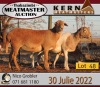 4X MEATMASTER OOI/EWE KERN MEATMASTERS (Pay per Animal to take all in lot) - 3