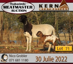 3X MEATMASTER OOI/EWE KERN MEATMASTERS (Pay per Animal to take all in lot)