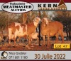 3X MEATMASTER OOI/EWE KERN MEATMASTERS (Pay per Animal to take all in lot) - 4