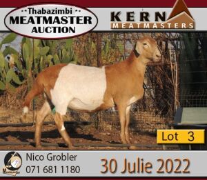 3X MEATMASTER OOI/EWE KERN MEATMASTERS (Pay per Animal to take all in lot)