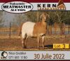 3X MEATMASTER OOI/EWE KERN MEATMASTERS (Pay per Animal to take all in lot) - 2