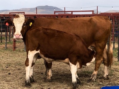 1+1 x SIMMETAL Cow & Calf Amaoo Simmental