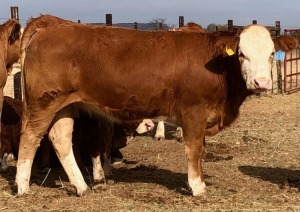 1 x SIMMETAL Heifer Amaoo Simmental