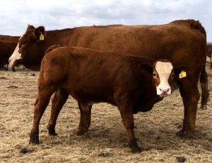 1+1 x SIMMETAL Cow & Calf Amaoo Simmental