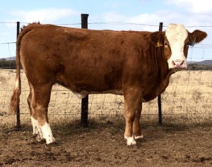 1 x SIMMETAL Heifer Amaoo Simmental