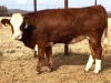 1 x SIMMETAL Heifer Amaoo Simmental