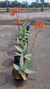 10X ALOE KOBUS ROUX (Pay per item/animal to take all in lot)