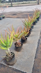 10X ALOE KOBUS ROUX (Pay per item/animal to take all in lot)