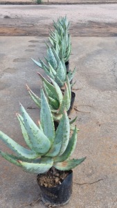 10X ALOE KOBUS ROUX (Pay per item/animal to take all in lot)