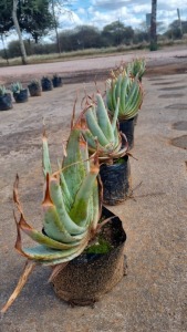 10X ALOE KOBUS ROUX (Pay per item/animal to take all in lot)