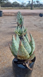 10X ALOE KOBUS ROUX (Pay per item/animal to take all in lot)