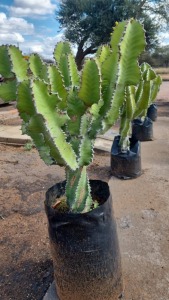 4X EUPHORBIA KOBUS ROUX (Pay per item/animal to take all in lot)