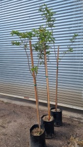 3X 20L HUILBOERBOOM KOBUS ROUX (Pay per item/animal to take all in lot)