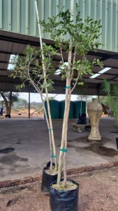 2X 60L HUILBOERBOOM KOBUS ROUX (Pay per item/animal to take all in lot)