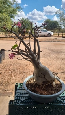 1X IMPALA BONSAI KOBUS ROUX