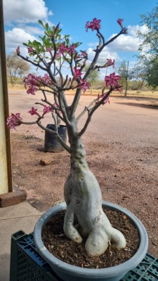 1X IMPALA BONSAI KOBUS ROUX