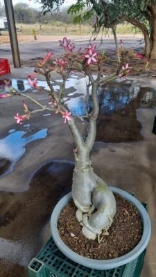 1X IMPALA BONSAI KOBUS ROUX