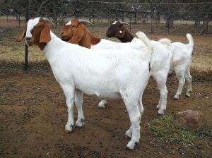 3X BOERBOK OOI/EWE JEANETTE BEETGE T.A KENANI BOERDERY BK (Pay per item/animal to take all in lot)