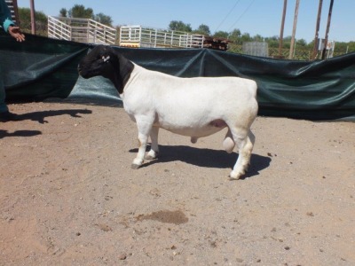 1X Dorper Ram Hilton Spangenberg - STOET/STUD