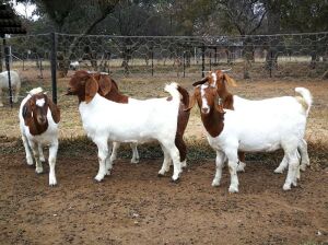 6X BOERBOK OOI/EWE JEANETTE BEETGE T.A KENANI BOERDERY BK (Pay per item/animal to take all in lot)