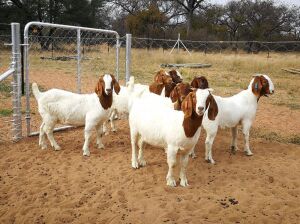 6X BOERBOK OOI/EWE JEANETTE BEETGE T.A KENANI BOERDERY BK (Pay per item/animal to take all in lot)