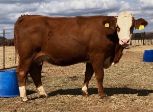 1+1 x SIMMETAL Cow & Calf Amaoo Simmental