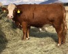 1 x SIMMETAL Cow Amaoo Simmental