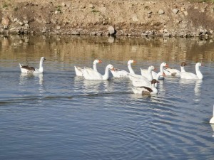 3X GANSE HENNIE VAN NIEKERK (Pay per item/animal to take all in lot)