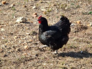 4X BLACK AUSTRALORP HOENDERS HENNIE VAN NIEKERK (Pay per item/animal to take all in lot)