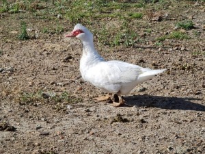 3X MAKOUE HENNIE VAN NIEKERK (Pay per item/animal to take all in lot)