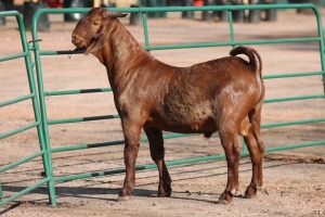 1X KALAHARI RED RAM LE ROY VAN DER MERWE