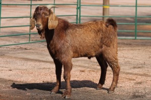 1X KALAHARI RED RAM IZAK VAN HEERDEN