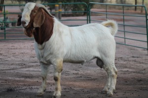 1X BOERBOK RAM IZAK VAN HEERDEN