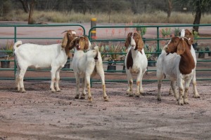 5X BOERBOK OOI/EWE STOCKPOORT BOERBOK (Pay per item/animal to take all in lot)