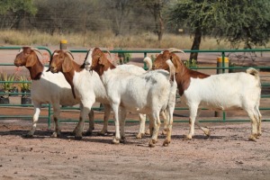 5X BOERBOK OOI/EWE STOCKPOORT BOERBOK