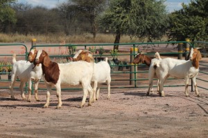 5X BOERBOK OOI/EWE STOCKPOORT BOERBOK