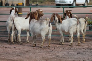 5X BOERBOK OOI/EWE STOCKPOORT BOERBOK (Pay per item/animal to take all in lot)