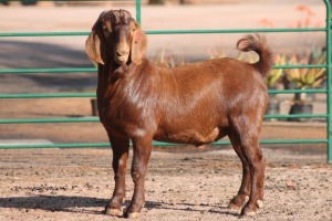 1X KALAHARI RED RAM PLB Boerdery