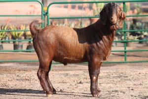 1X KALAHARI RED RAM PLB Boerdery