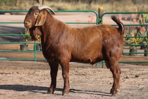 1X KALAHARI RED RAM PLB Boerdery