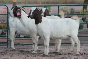 3X BOERBOK OOI/EWE JIM MAKGAE (Pay per item/animal to take all in lot)